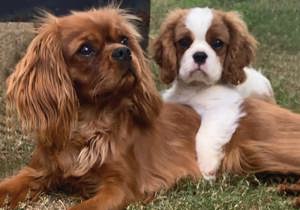 Breeder - Ms Felicia Holloway