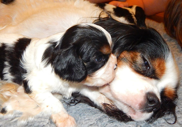 Breeder - Ms Christine Nash