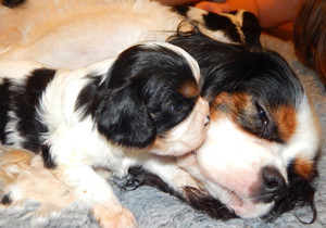 Breeder - Ms Christine Nash