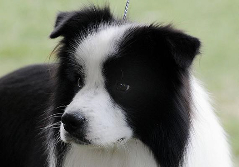 Breeder Gallery Large Image