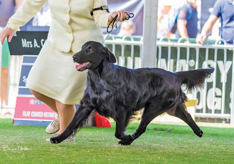 Breeder Gallery Large Image