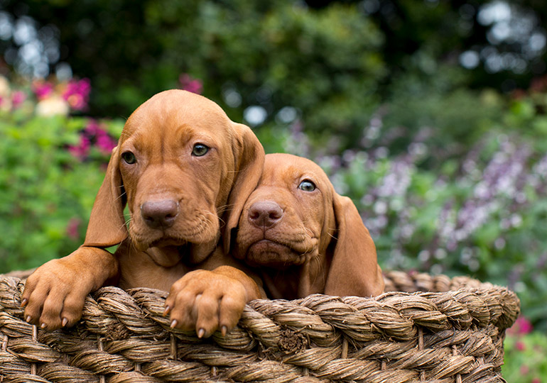 Breeder Gallery Large Image