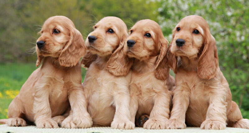 Kokleone Kennels 2 - Copy