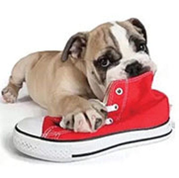 Free Webinar for New Puppy Parents