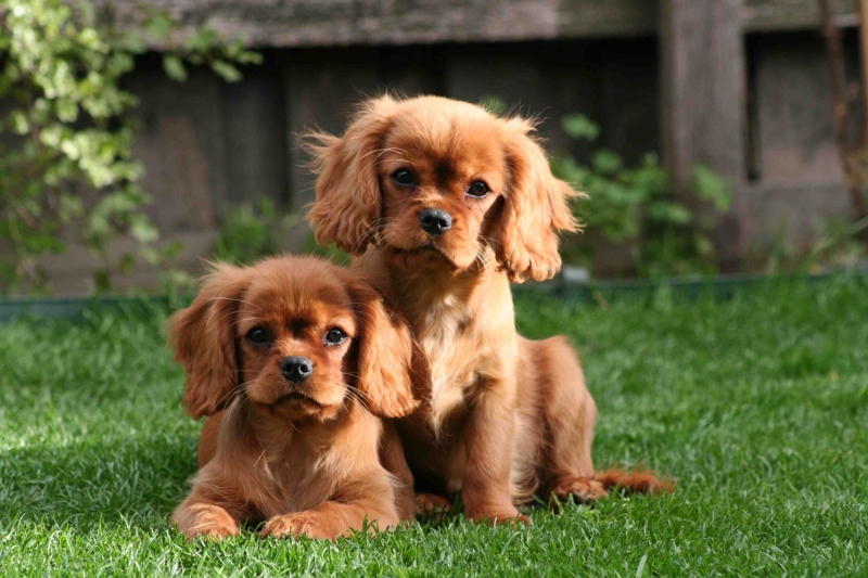Cavalier King Charles Spaniels pups