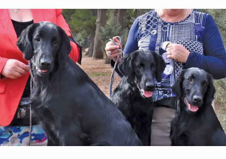Breeder Gallery Large Image