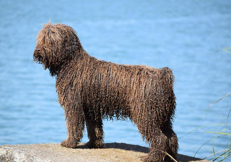 spanish_water_dog
