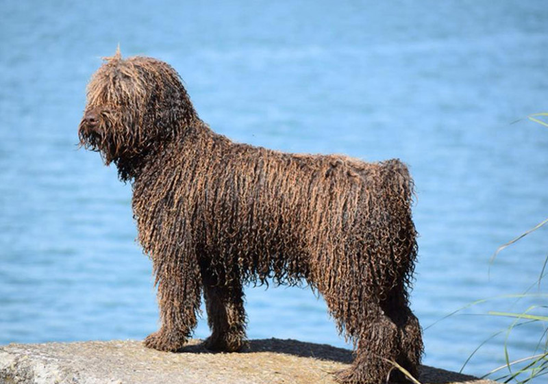 Breed Standard - Spanish Water Dog