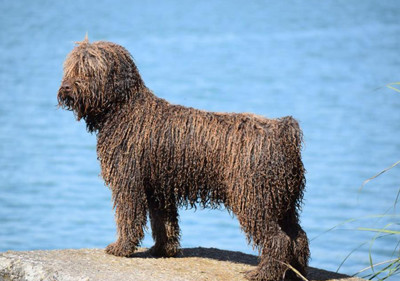 spanish_water_dog