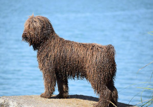 spanish_water_dog
