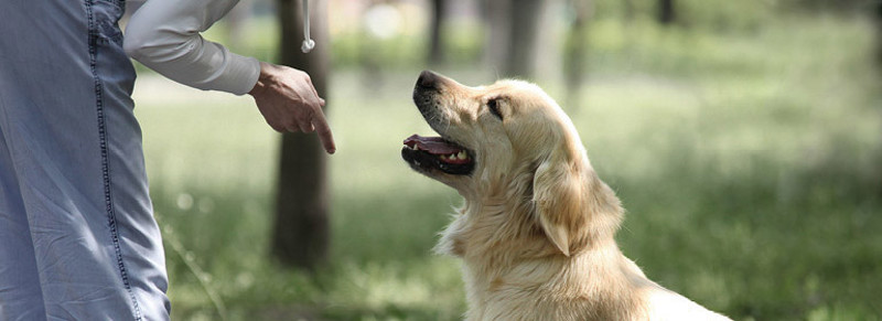 obedience