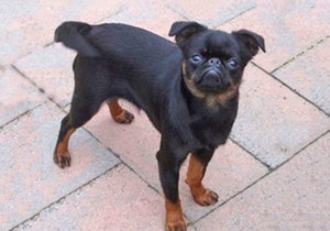 Breeder - Mr Garry Inifer