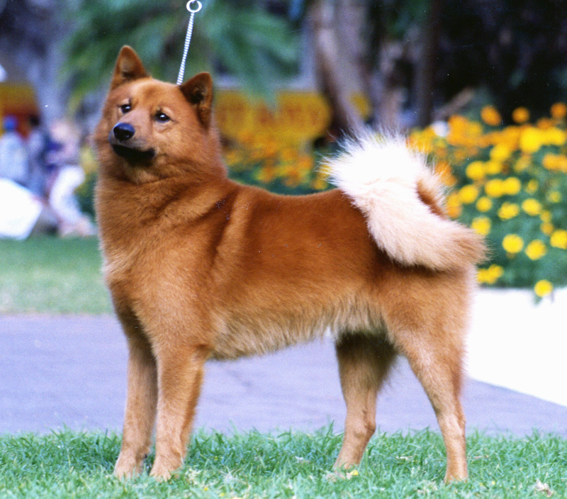 Finnish Spitz 2