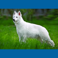 white_swiss_shepherd_dog