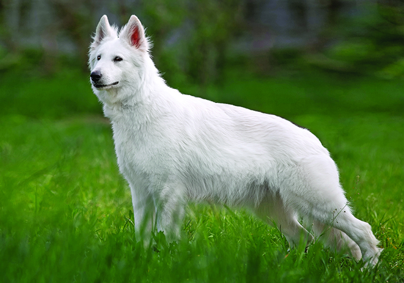 Breed Standard - White Swiss Shepherd Dog