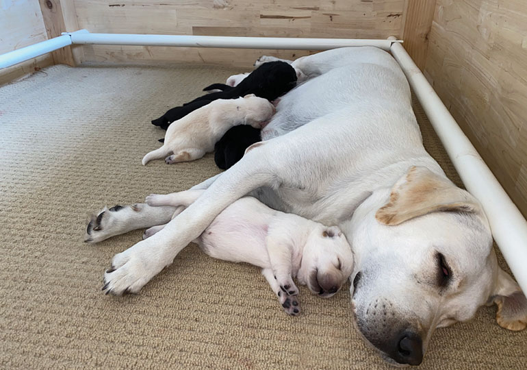 Breeder Gallery Large Image