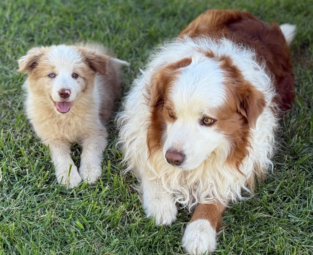 Breeder Gallery Large Image