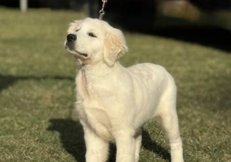 Breeder Gallery Large Image
