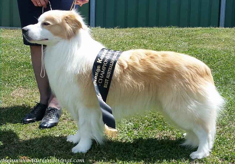 Breeder Gallery Large Image