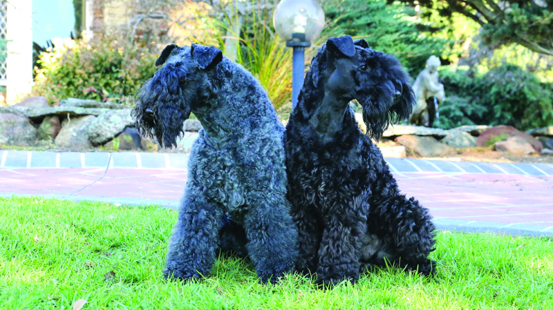 Michelle Cranna. Dharty and Molly