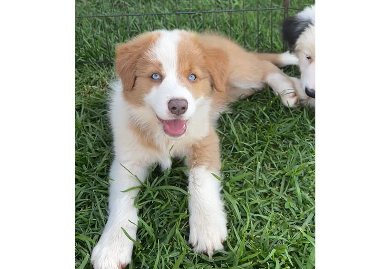 Breeder Gallery Large Image
