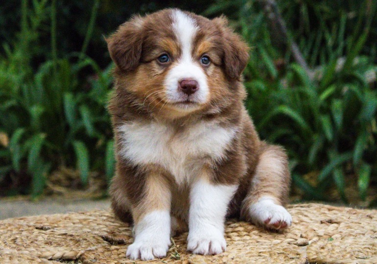 Breeder Gallery Large Image