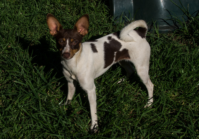 Breeder - Mrs Barbara Jackson