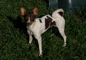 Breeder - Mrs Barbara Jackson