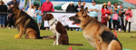 obedience-ccd