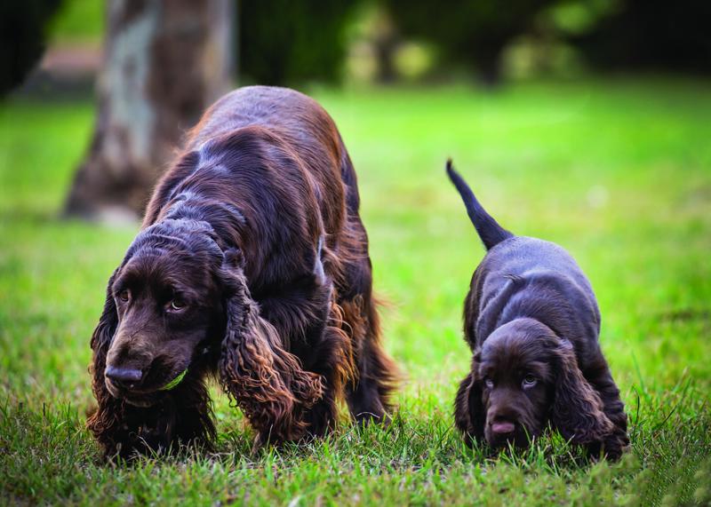 3. Longbourn Field Spaniels Photography. Cheryl Webster