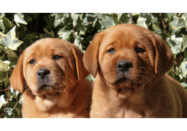 Breeder Gallery Large Image