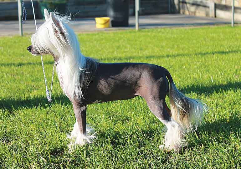 Breeder - Ms Melinda Sterrett