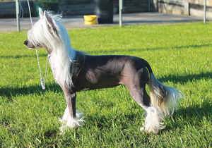 Breeder - Ms Melinda Sterrett
