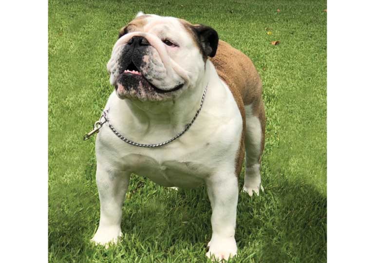 Breeder Gallery Large Image