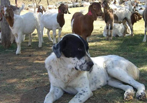 Breeder - Mrs Elena Swegen