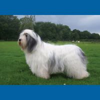 polish_lowland_sheepdog
