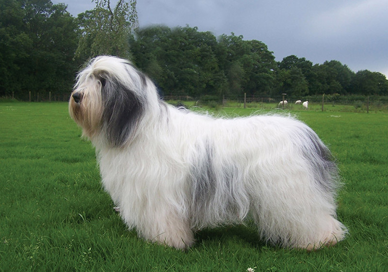 Breed Standard - Polish Lowland Sheepdog