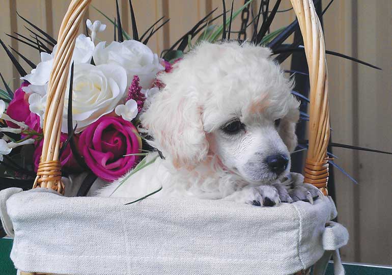 Breeder - Mrs KIM SCHAUSINGER