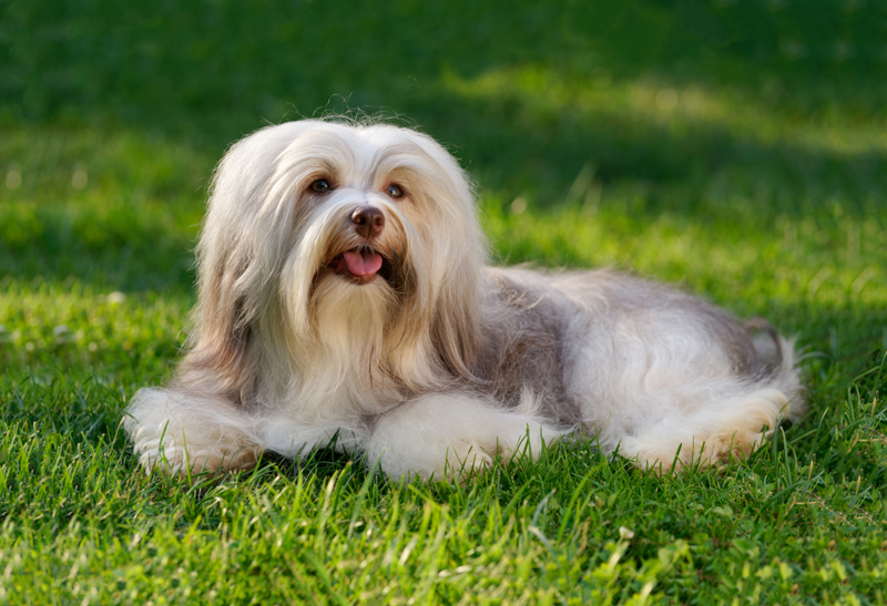 shutterstock_757523503