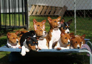 Breeder - Ms Kylie Delacourt