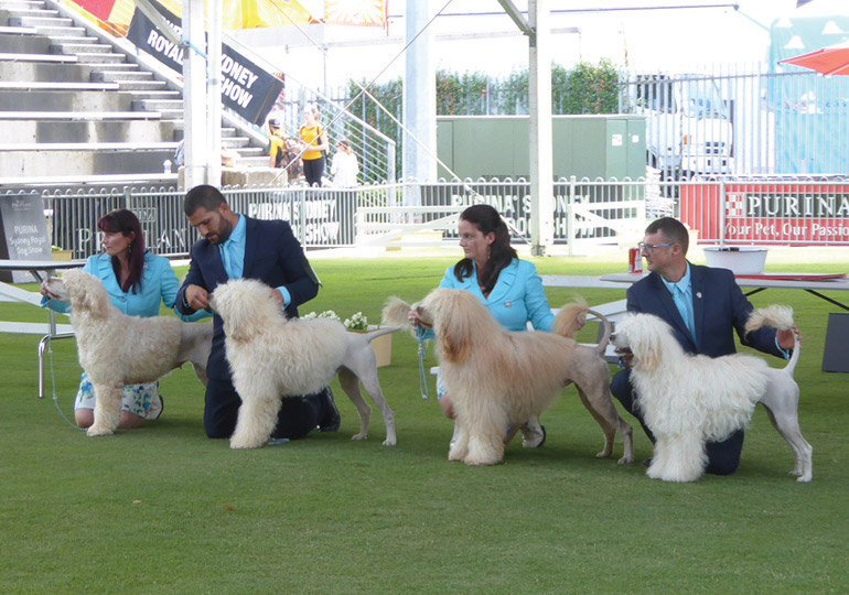 Breeder Gallery Large Image
