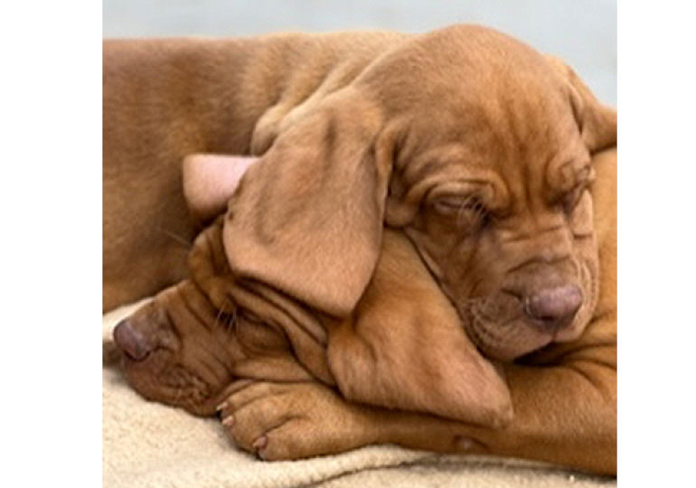 Breeder Gallery Large Image