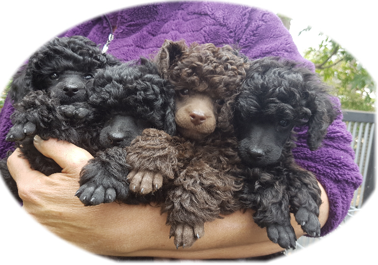 Breeder - Ms Fay Thomasen