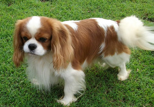 Breeder - Mrs Sylvia Pabian
