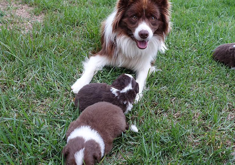 Breeder Gallery Large Image