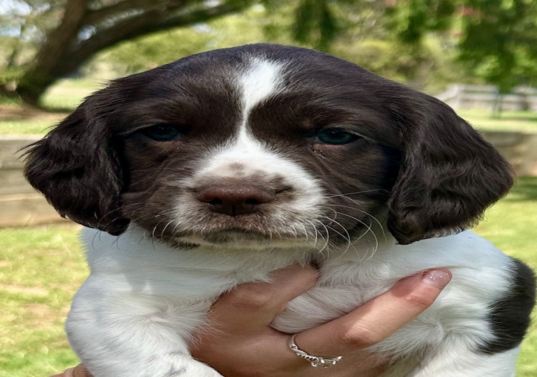 Breeder Gallery Large Image