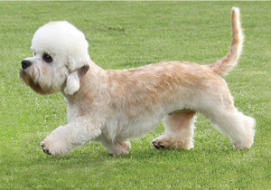 dandie_dinmont_terrier