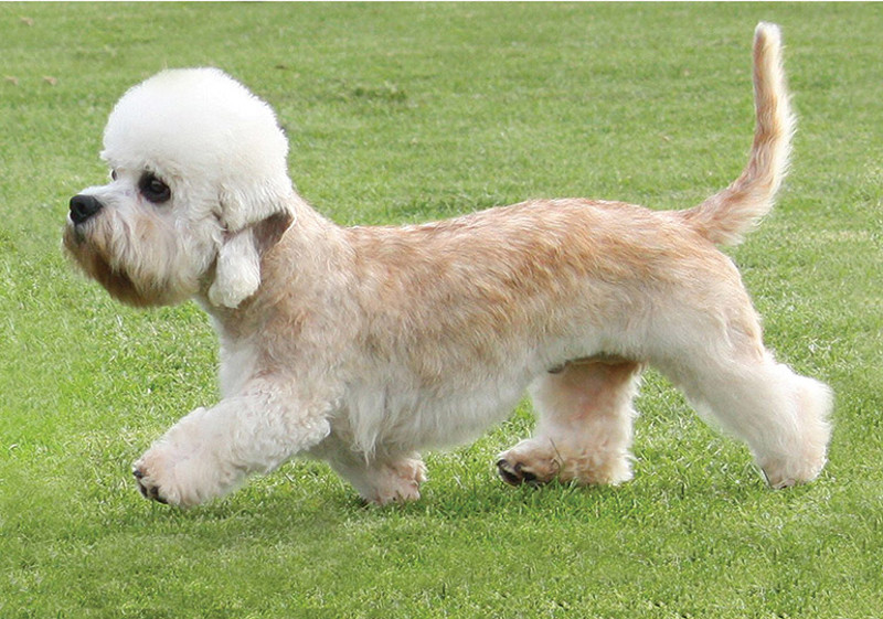 Breed Standard - Dandie Dinmont Terrier