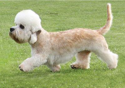 dandie_dinmont_terrier