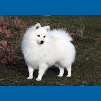 japanese_spitz